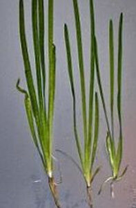 Vallisneria