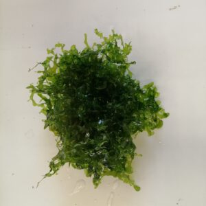 Süßwassertang